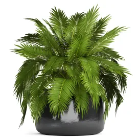 Chamaedorea cataractarum